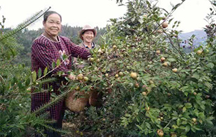 莳植基地